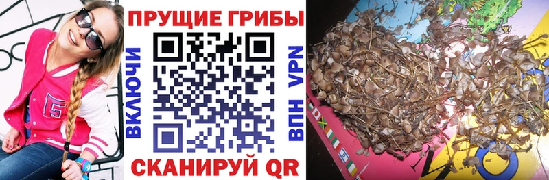Купить Ленинск-Кузнецкий Псилоцибиновые грибы Psilocybine cubensis